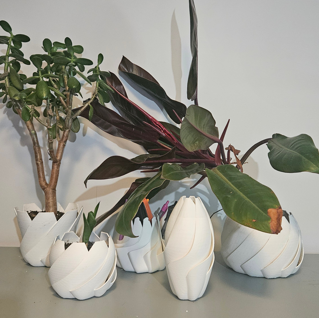Bromelia Pot